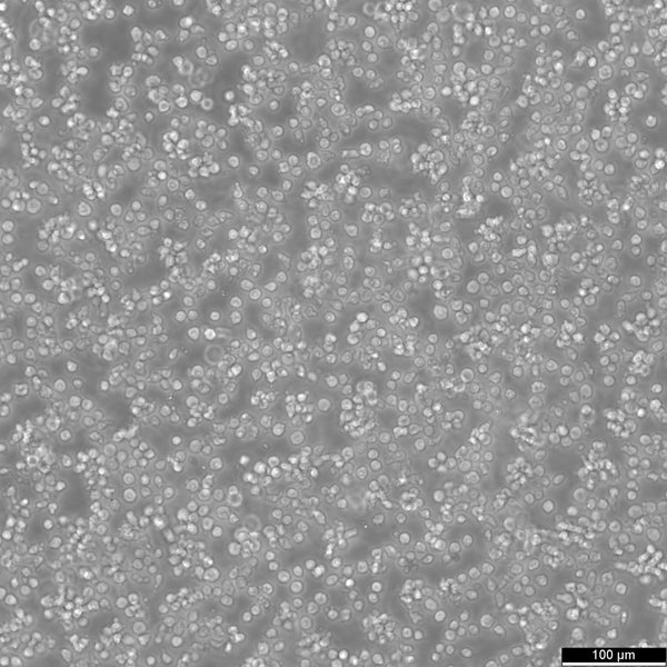 MDCC-MSB1 cell