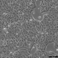 MDCK-II cell