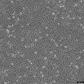 MDCK-SIAT1 cell