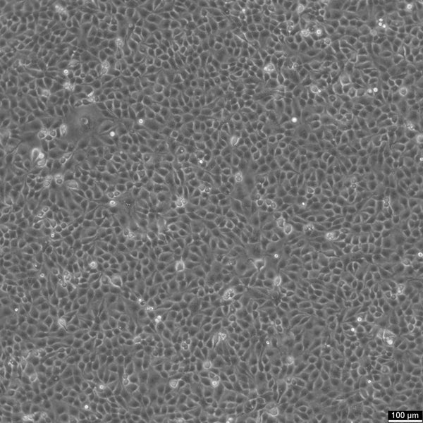 MDCK-SIAT1 cell