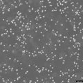 MEG-01 cell