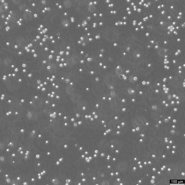 MEG-01 cell