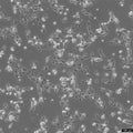 MET-5A cell