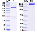 SDS-PAGE for InVivoMAb Anti-Mouse EGFR & CD3e Bispecific Antibody (Iv0272)