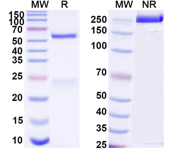 SDS-PAGE for InVivoMAb Anti-Mouse EGFR & CD3e Bispecific Antibody (Iv0272)
