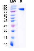 Recombinant Mouse EGFR/ERBB1/HER1 Protein, C-His