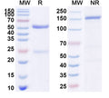 SDS-PAGE for Anti-Mouse EGFR/ERBB1 Antibody (SAA2220)