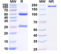 SDS-PAGE for Anti-Mouse C5a Antibody (SAA0496).