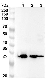 SEC-HPLC detection for Anti-Mouse APOE Antibody (HJ6.3).