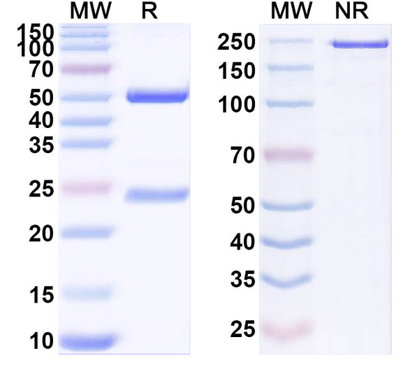 SDS-PAGE for Anti-Mouse IFNG/IFN-gamma Antibody (XMG1.2).