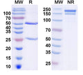 SDS-PAGE for InVivoMAb Anti-Mouse CD8a/Lyt2 Antibody (Iv0165).