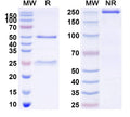 SDS-PAGE for Anti-Mouse CD8a/Lyt2 Antibody (X118)