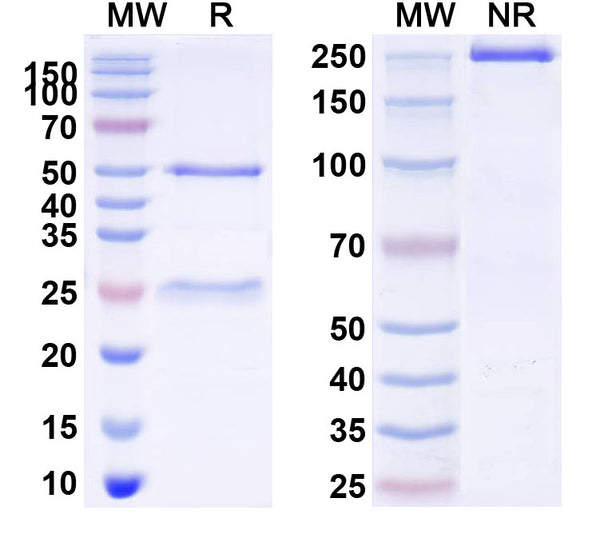 SDS-PAGE for Anti-Mouse CD8a/Lyt2 Antibody (X118)