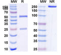 SDS-PAGE for Anti-Mouse CD8a/Lyt2 Antibody (19.178#)