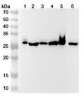 Western blot analysis was performed using anti-CA1 polyclonal antibody at CA1 on various samples.
Lane 1: Mouse spleen lysate
Lane 2: Rat spleen lysate
Lane 3: Mouse lung lysate
Lane 4: Rat lung lysate
Lane 5: Mouse colon lysate
Lane 6: Rat brain lysate