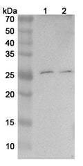 Western blot analysis was performed using anti-TNF  polyclonal antibody at 1ug/mL on various samples.
Lane 1: PC-12 cell lysate
Lane 2: RAW264.7 cell lysate