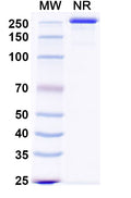 SDS-PAGE for Anti-Mouse NGF/Beta-NGF Antibody (MAb911)