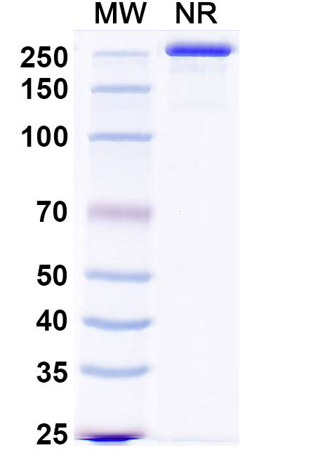 SDS-PAGE for Anti-Mouse NGF/Beta-NGF Antibody (MAb911)