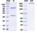 SDS-PAGE for Anti-Mouse NGF/Beta-NGF Antibody (MEDI578)