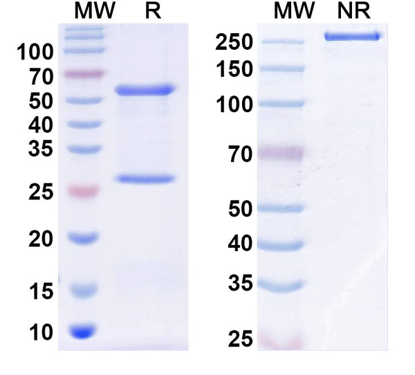 SDS-PAGE for Anti-Mouse NGF/Beta-NGF Antibody (MEDI578)