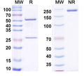 SDS-PAGE for Anti-Mouse DKK1 Antibody (MOR04454)