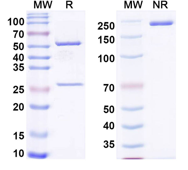 SDS-PAGE for Anti-Mouse DKK1 Antibody (MOR04454)