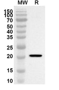 Western blot analysis was performed using anti-Mouse CREG1 polyclonal antibody at 1ug/mL on recombinant Mouse CREG1 (Catalog No. MF961012).