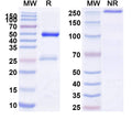 SDS-PAGE for Anti-Mouse CD25/IL2RA Antibody (PC61/PC61.5.3)