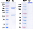 SDS-PAGE for InVivo Plus Anti-Mouse CD4 Antibody (GK1.5)
