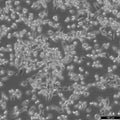 MFC cell