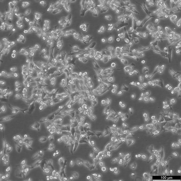 MFC cell
