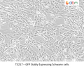 GFP Stably Expressing Schwann cells | Applied Biological Materials (abm)