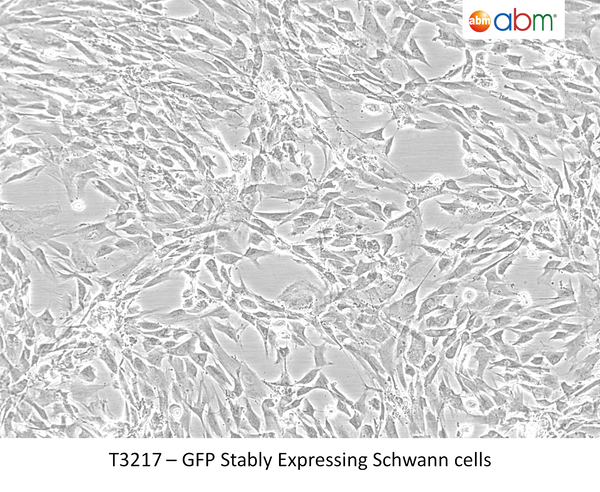 GFP Stably Expressing Schwann cells | Applied Biological Materials (abm)