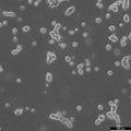 MH-3924A cell