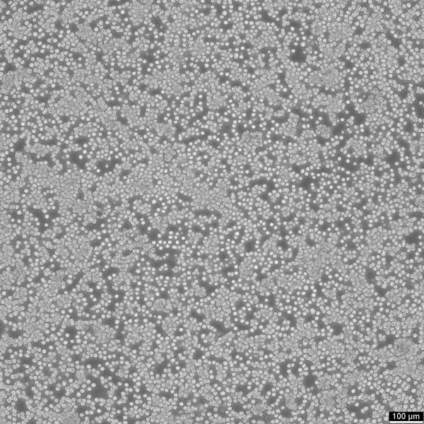 MH-S cell