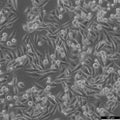 MIA PaCa-2 cell