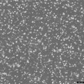 MIN-6 cell