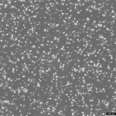 MIN-6 cell