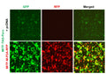 MITF Reporter Lentivirus – Figure 1