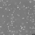 MKN-7 cell