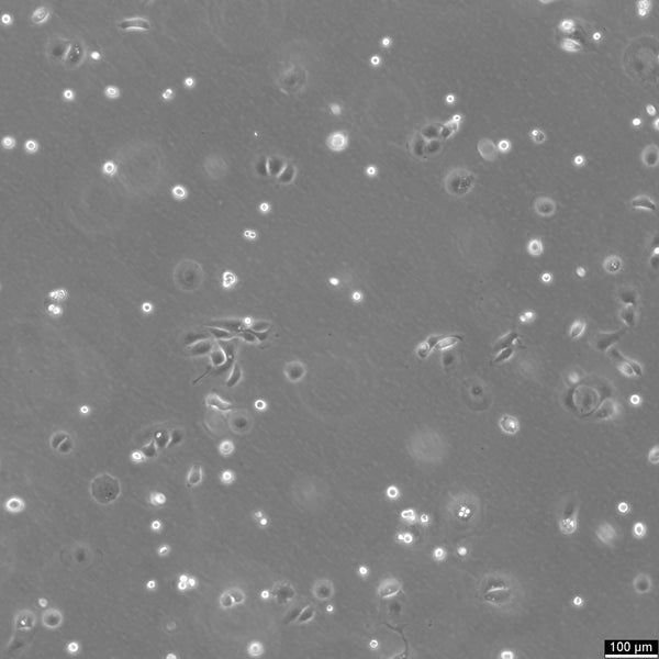 MKN-7 cell