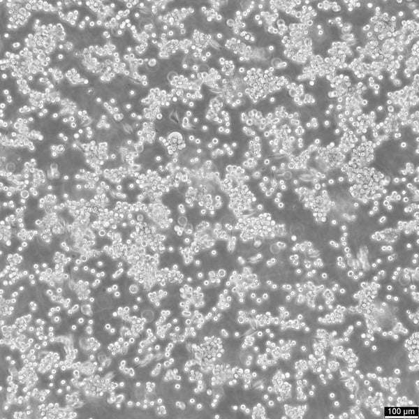MKN-45 cell