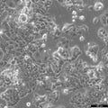 MLE-12 cell