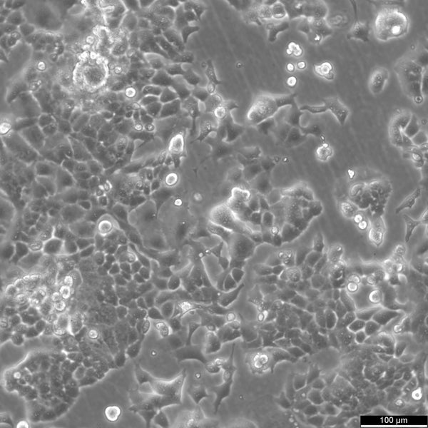 MLE-12 cell