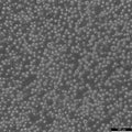 MM.1S cell