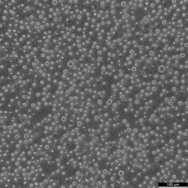 MM.1S cell