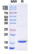 SDS-PAGE for Anti-Mouse H2-Ab1/MHCII Nanobody (SAA1323)
