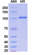 SDS-PAGE for Anti-Mouse H2-Ab1/MHCII Antibody (H2-Ab1).
