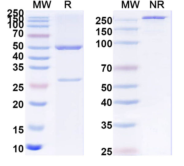 SDS-PAGE for Anti-H2-K1-peptide (SIINFEKL) Complex Antibody (SAA0757)