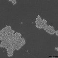 MMQ cell